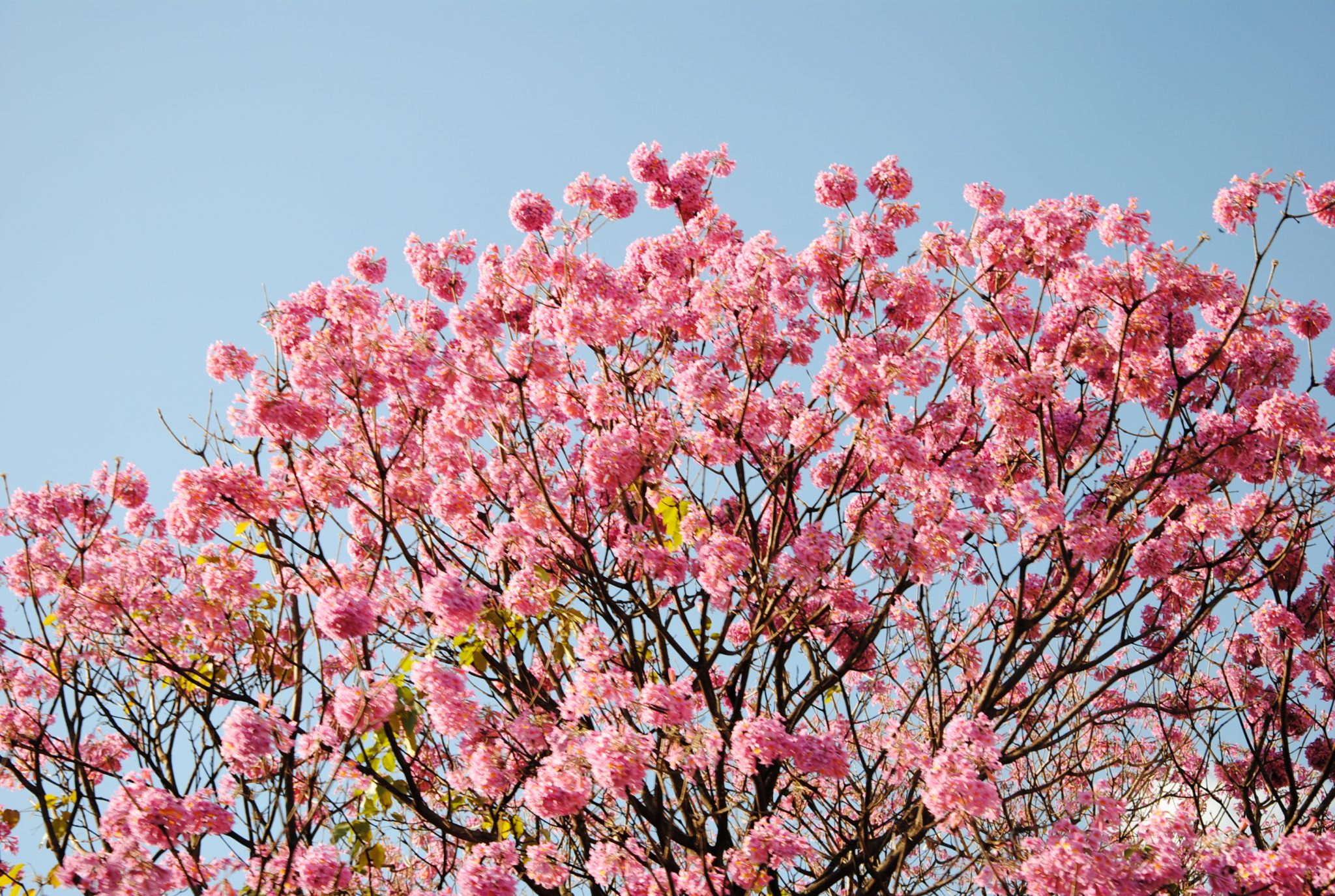 Ipê rosa árvore que chama a atenção por sua beleza e coloração